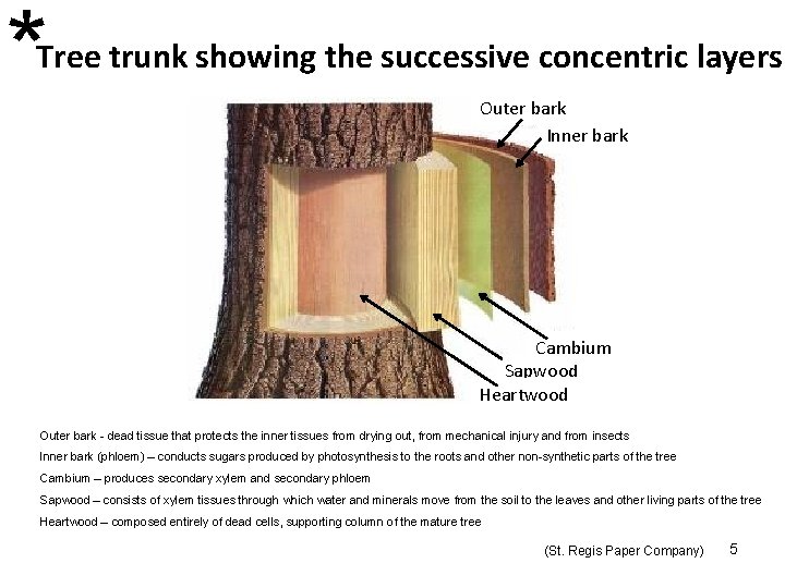 * Tree trunk showing the successive concentric layers Outer bark Inner bark Cambium Sapwood * Tree trunk showing the successive concentric layers Outer bark Inner bark Cambium Sapwood