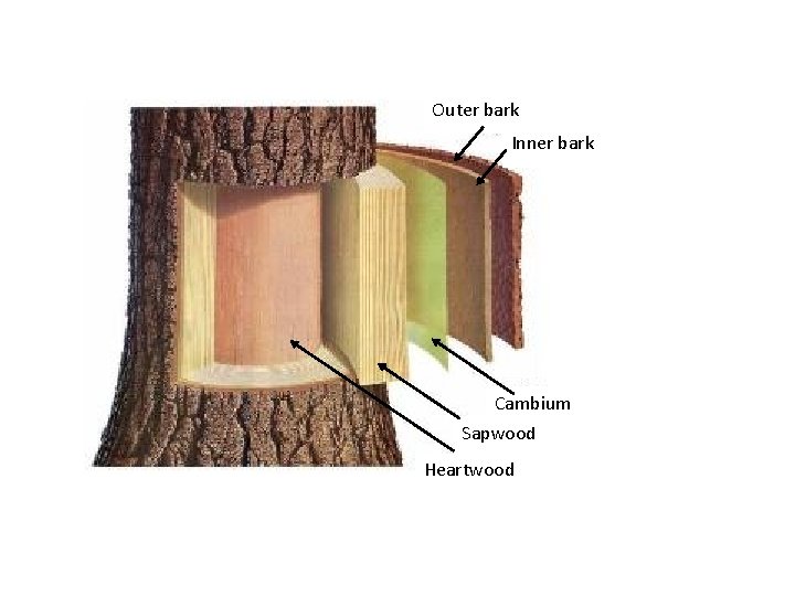 Outer bark Inner bark Cambium Sapwood Heartwood 