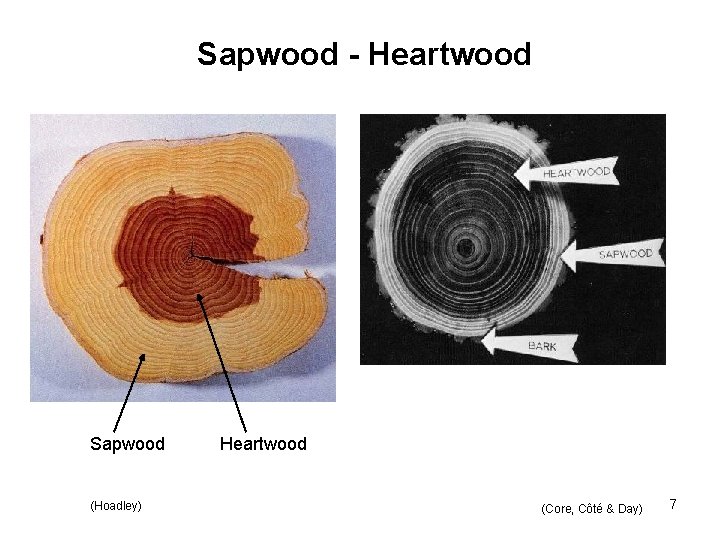 Sapwood - Heartwood Sapwood (Hoadley) Heartwood (Core, Côté & Day) 7 