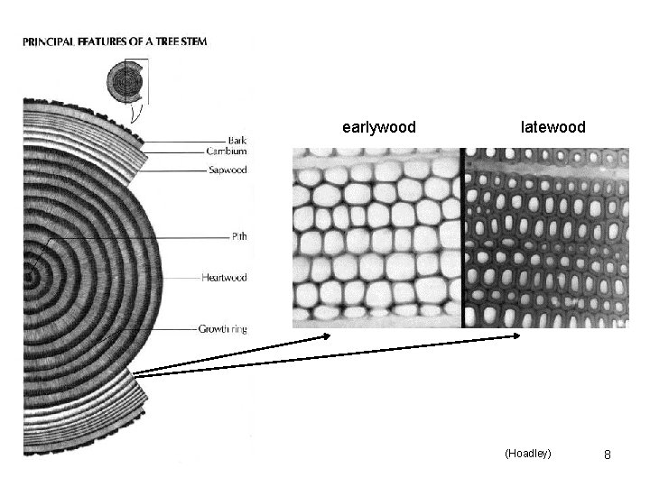 earlywood latewood (Hoadley) 8 