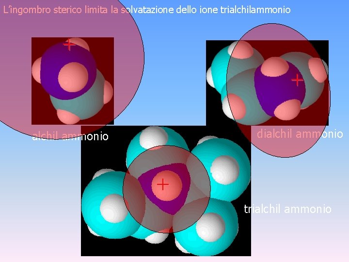 L’ingombro sterico limita la solvatazione dello ione trialchilammonio + + dialchil ammonio + trialchil