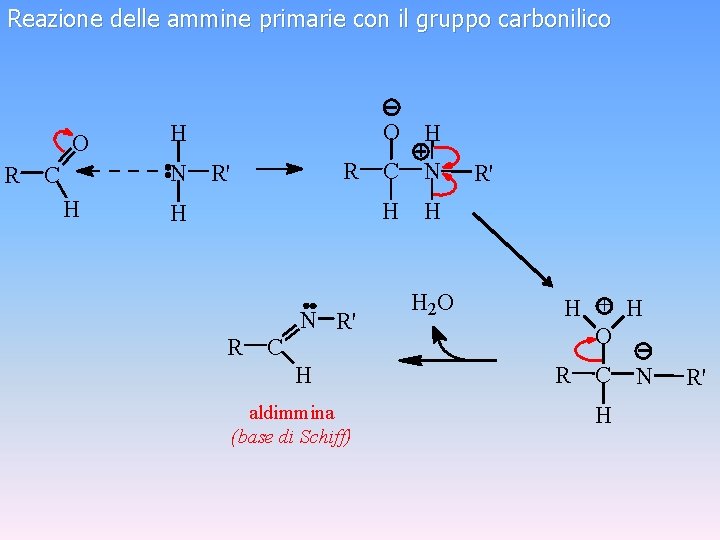 Reazione delle ammine primarie con il gruppo carbonilico O R O H H R