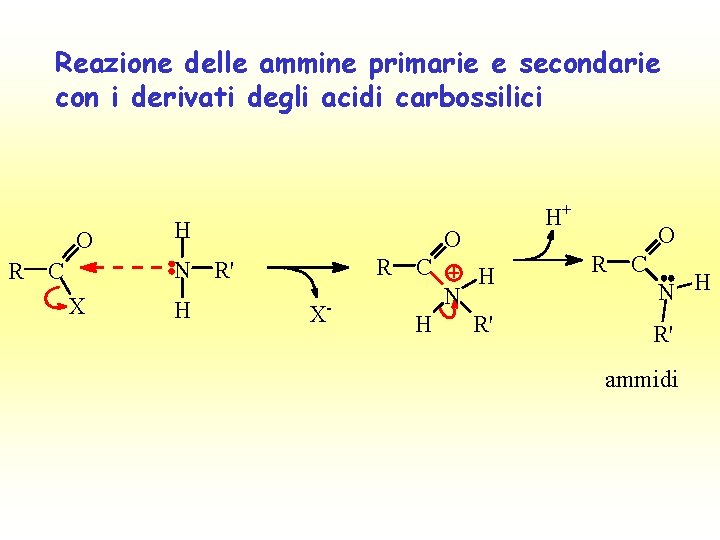 Reazione delle ammine primarie e secondarie con i derivati degli acidi carbossilici O R