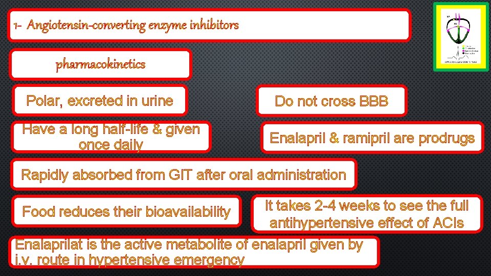 1 - Angiotensin-converting enzyme inhibitors pharmacokinetics Polar, excreted in urine Have a long half-life