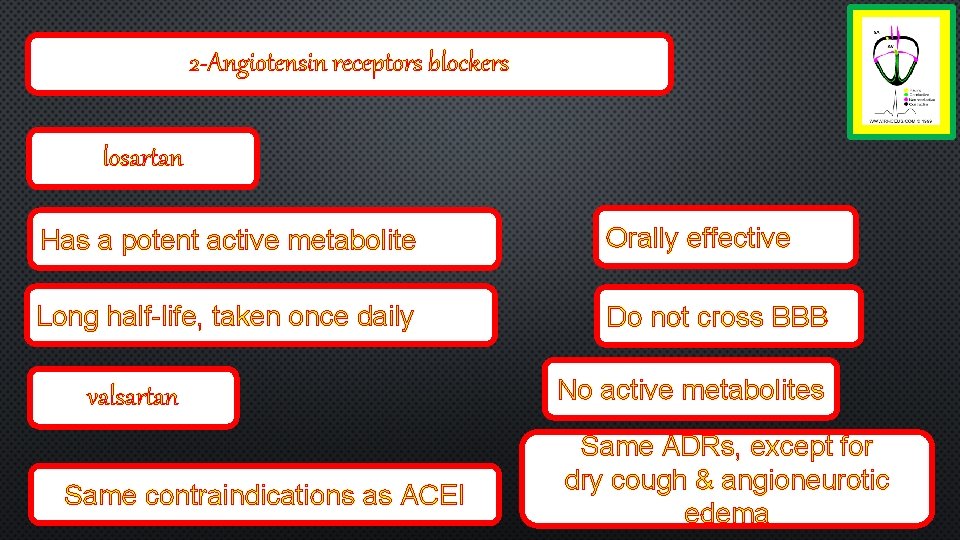 2 -Angiotensin receptors blockers losartan Has a potent active metabolite Orally effective Long half-life,