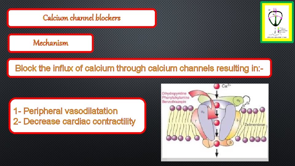 Calcium channel blockers Mechanism Block the influx of calcium through calcium channels resulting in:
