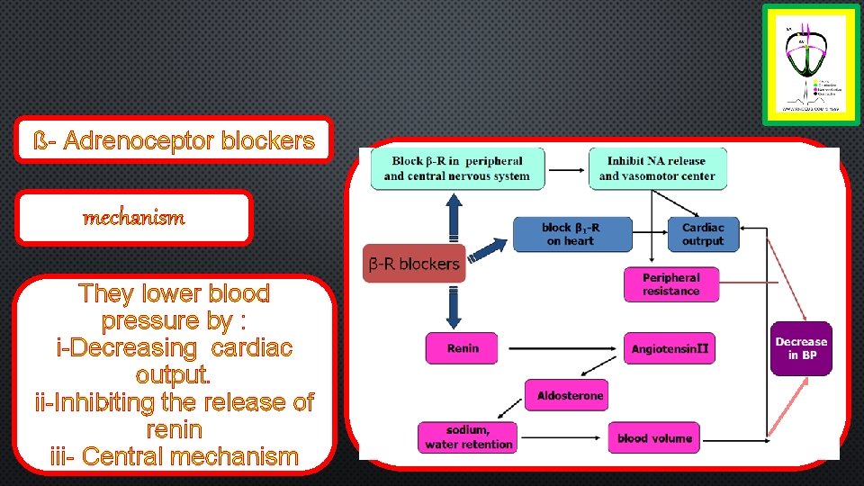 ß- Adrenoceptor blockers mechanism They lower blood pressure by : i-Decreasing cardiac output. ii-Inhibiting