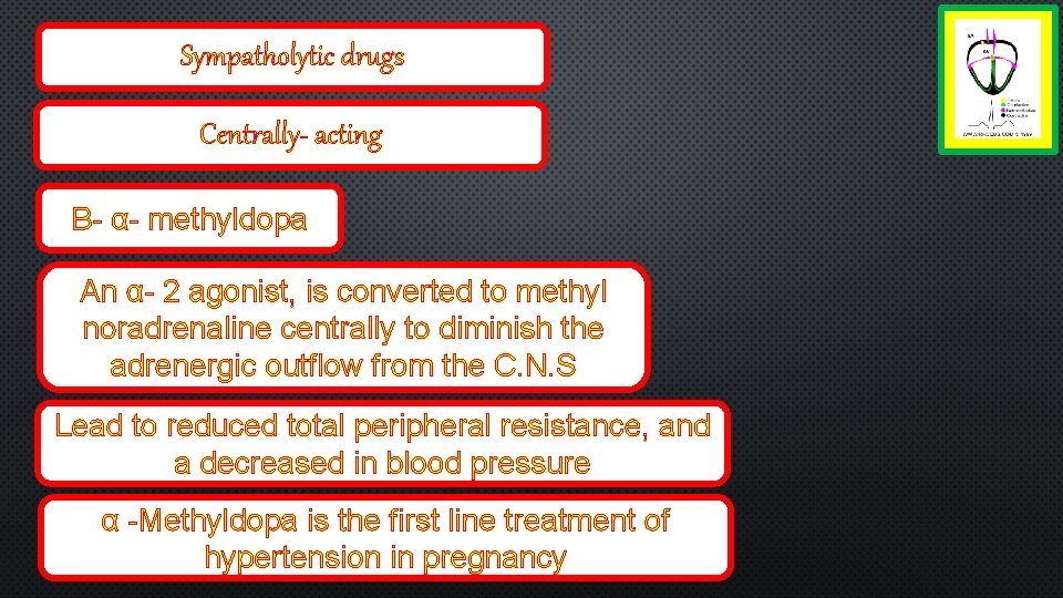 Sympatholytic drugs Centrally- acting B- α- methyldopa An α- 2 agonist, is converted to