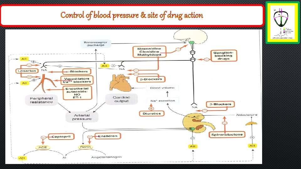 Control of blood pressure & site of drug action 