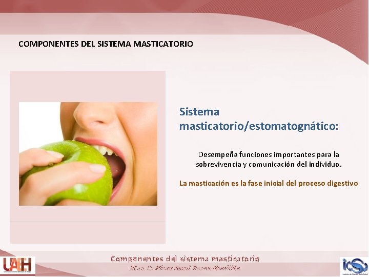 COMPONENTES DEL SISTEMA MASTICATORIO Sistema masticatorio/estomatognático: Desempeña funciones importantes para la sobrevivencia y comunicación