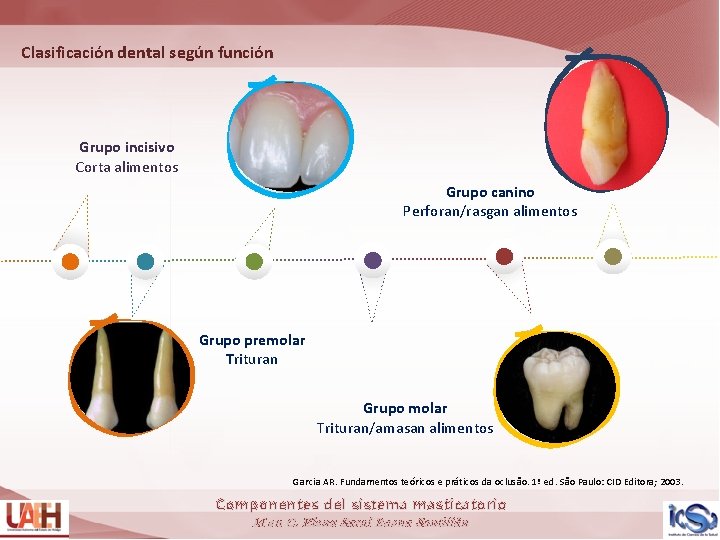 Clasificación dental según función Grupo incisivo Corta alimentos Grupo canino Perforan/rasgan alimentos Grupo premolar