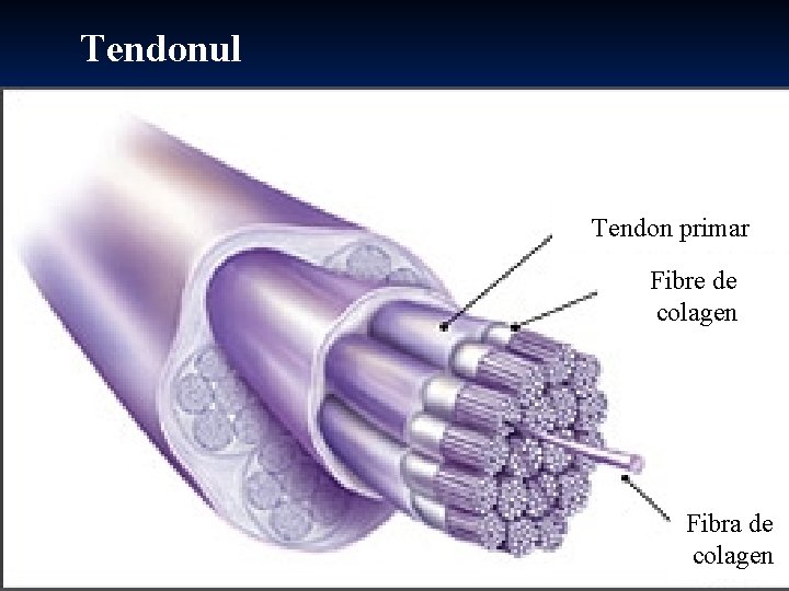 Tendonul Tendon primar Fibre de colagen Fibra de colagen Tendonul Tendon primar Fibre de colagen Fibra de colagen