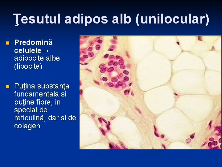 Ţesutul adipos alb (unilocular) n Predomină celulele→ adipocite albe (lipocite) n Puţina substanţa fundamentala Ţesutul adipos alb (unilocular) n Predomină celulele→ adipocite albe (lipocite) n Puţina substanţa fundamentala