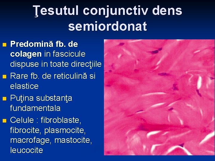 Ţesutul conjunctiv dens semiordonat n n Predomină fb. de colagen in fascicule dispuse in Ţesutul conjunctiv dens semiordonat n n Predomină fb. de colagen in fascicule dispuse in