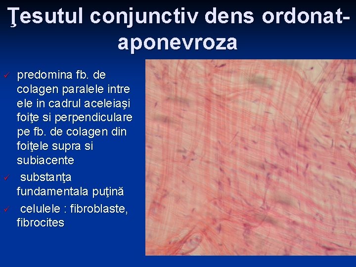 Ţesutul conjunctiv dens ordonataponevroza ü ü ü predomina fb. de colagen paralele intre ele Ţesutul conjunctiv dens ordonataponevroza ü ü ü predomina fb. de colagen paralele intre ele