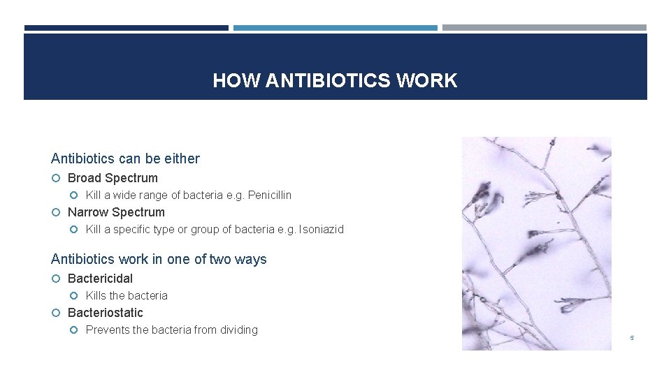 HOW ANTIBIOTICS WORK Antibiotics can be either Broad Spectrum Kill a wide range of