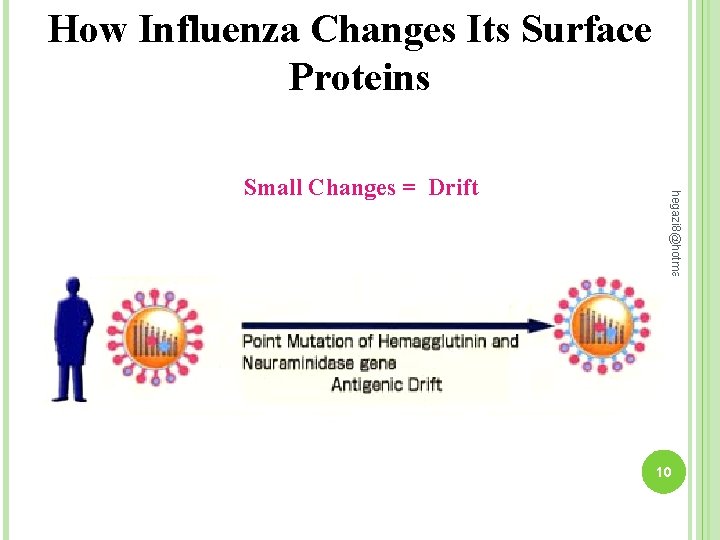 How Influenza Changes Its Surface Proteins hegazi 8@hotmail. com Small Changes = Drift 10