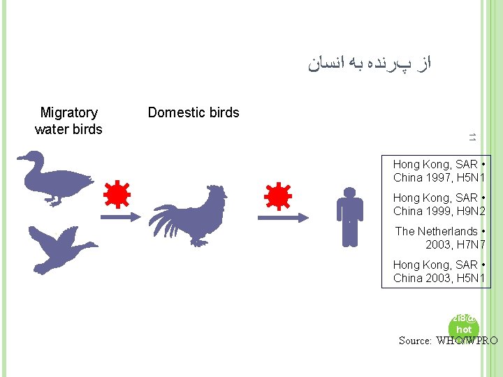  ﺍﺯ پﺮﻧﺪﻩ ﺑﻪ ﺍﻧﺴﺎﻥ Domestic birds 11 Migratory water birds Hong Kong, SAR