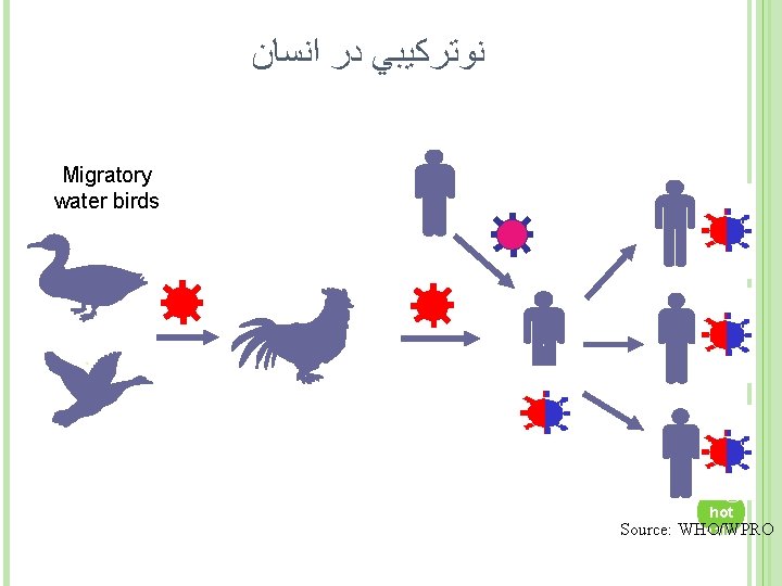  ﻧﻮﺗﺮﻛﻴﺒﻲ ﺩﺭ ﺍﻧﺴﺎﻥ 12 Migratory water birds hega zi 8@ hot Source: WHO/WPRO