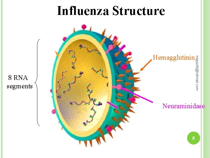 Influenza Structure 8 RNA segments hegazi 8@hotmail. com Hemagglutinin Neuraminidase 8 