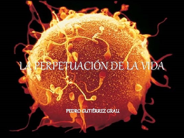 LA PERPETUACIÓN DE LA VIDA PEDRO GUTIÉRREZ GRAU LA PERPETUACIÓN DE LA VIDA PEDRO GUTIÉRREZ GRAU