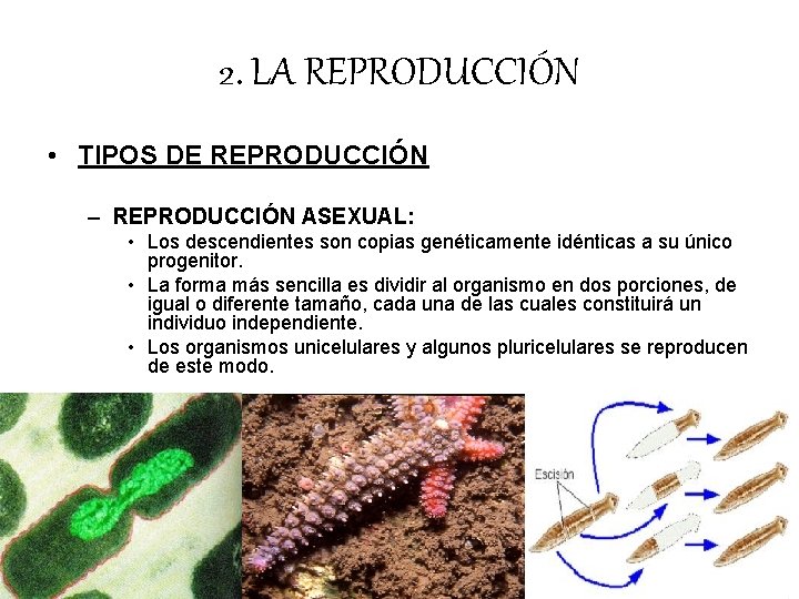 2. LA REPRODUCCIÓN • TIPOS DE REPRODUCCIÓN – REPRODUCCIÓN ASEXUAL: • Los descendientes son 2. LA REPRODUCCIÓN • TIPOS DE REPRODUCCIÓN – REPRODUCCIÓN ASEXUAL: • Los descendientes son