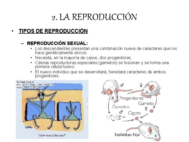2. LA REPRODUCCIÓN • TIPOS DE REPRODUCCIÓN – REPRODUCCIÓN SEXUAL: • Los descendientes presentan 2. LA REPRODUCCIÓN • TIPOS DE REPRODUCCIÓN – REPRODUCCIÓN SEXUAL: • Los descendientes presentan