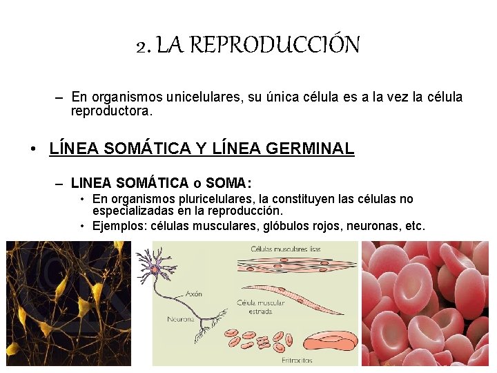 2. LA REPRODUCCIÓN – En organismos unicelulares, su única célula es a la vez 2. LA REPRODUCCIÓN – En organismos unicelulares, su única célula es a la vez