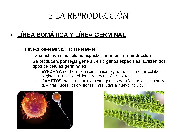 2. LA REPRODUCCIÓN • LÍNEA SOMÁTICA Y LÍNEA GERMINAL – LÍNEA GERMINAL O GERMEN: 2. LA REPRODUCCIÓN • LÍNEA SOMÁTICA Y LÍNEA GERMINAL – LÍNEA GERMINAL O GERMEN: