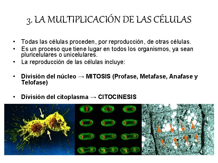 3. LA MULTIPLICACIÓN DE LAS CÉLULAS • Todas las células proceden, por reproducción, de 3. LA MULTIPLICACIÓN DE LAS CÉLULAS • Todas las células proceden, por reproducción, de