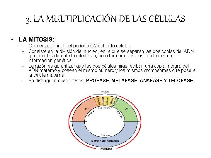 3. LA MULTIPLICACIÓN DE LAS CÉLULAS • LA MITOSIS: – Comienza al final del 3. LA MULTIPLICACIÓN DE LAS CÉLULAS • LA MITOSIS: – Comienza al final del