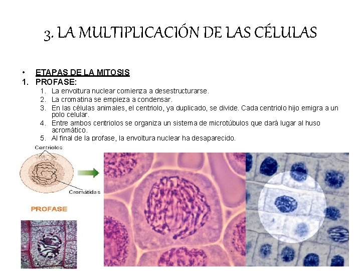 3. LA MULTIPLICACIÓN DE LAS CÉLULAS • ETAPAS DE LA MITOSIS 1. PROFASE: 1. 3. LA MULTIPLICACIÓN DE LAS CÉLULAS • ETAPAS DE LA MITOSIS 1. PROFASE: 1.