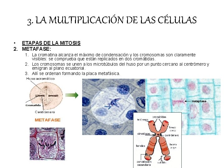 3. LA MULTIPLICACIÓN DE LAS CÉLULAS • ETAPAS DE LA MITOSIS 2. METAFASE: 1. 3. LA MULTIPLICACIÓN DE LAS CÉLULAS • ETAPAS DE LA MITOSIS 2. METAFASE: 1.