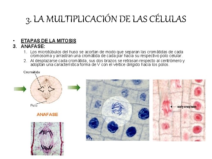 3. LA MULTIPLICACIÓN DE LAS CÉLULAS • ETAPAS DE LA MITOSIS 3. ANAFASE: 1. 3. LA MULTIPLICACIÓN DE LAS CÉLULAS • ETAPAS DE LA MITOSIS 3. ANAFASE: 1.