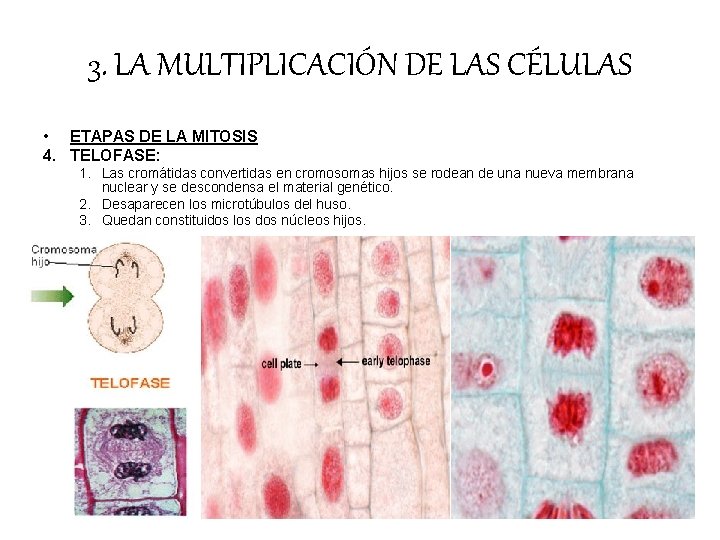 3. LA MULTIPLICACIÓN DE LAS CÉLULAS • ETAPAS DE LA MITOSIS 4. TELOFASE: 1. 3. LA MULTIPLICACIÓN DE LAS CÉLULAS • ETAPAS DE LA MITOSIS 4. TELOFASE: 1.