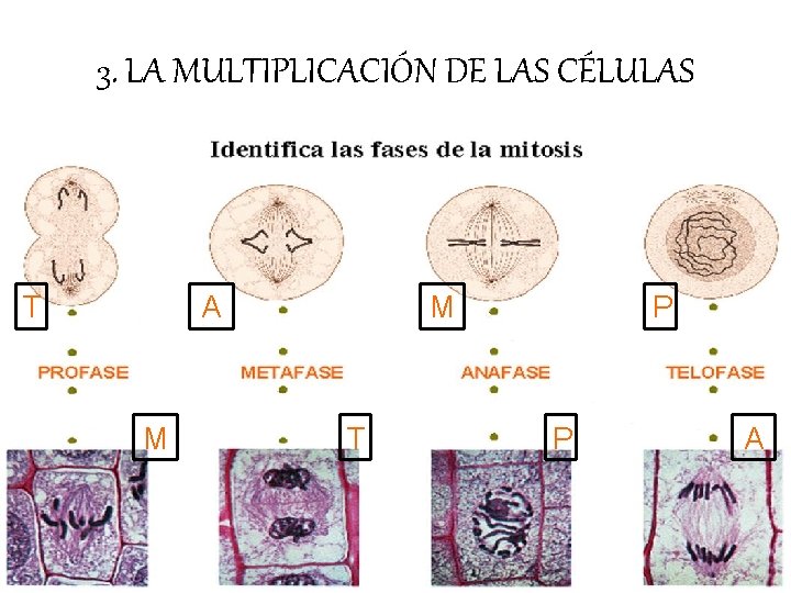 3. LA MULTIPLICACIÓN DE LAS CÉLULAS T A M M T P P A 3. LA MULTIPLICACIÓN DE LAS CÉLULAS T A M M T P P A