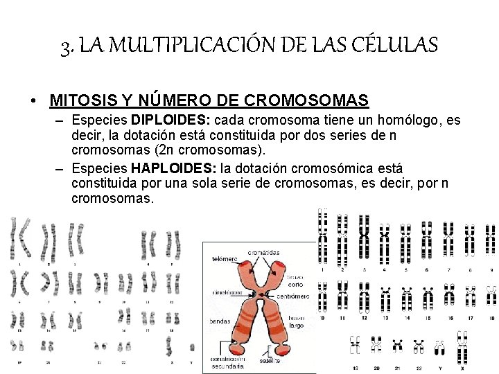 3. LA MULTIPLICACIÓN DE LAS CÉLULAS • MITOSIS Y NÚMERO DE CROMOSOMAS – Especies 3. LA MULTIPLICACIÓN DE LAS CÉLULAS • MITOSIS Y NÚMERO DE CROMOSOMAS – Especies