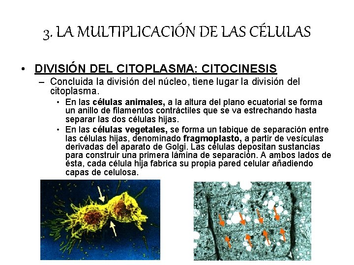 3. LA MULTIPLICACIÓN DE LAS CÉLULAS • DIVISIÓN DEL CITOPLASMA: CITOCINESIS – Concluida la 3. LA MULTIPLICACIÓN DE LAS CÉLULAS • DIVISIÓN DEL CITOPLASMA: CITOCINESIS – Concluida la