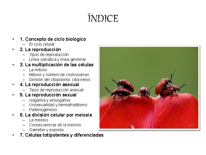 ÍNDICE • 1. Concepto de ciclo biológico – El ciclo celular • 2. La ÍNDICE • 1. Concepto de ciclo biológico – El ciclo celular • 2. La