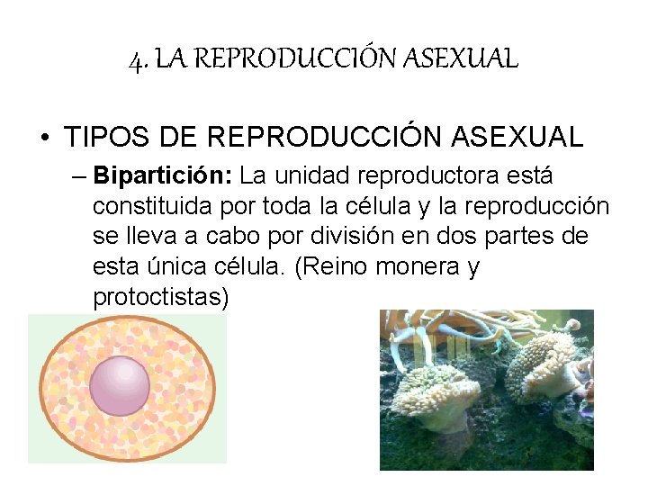 4. LA REPRODUCCIÓN ASEXUAL • TIPOS DE REPRODUCCIÓN ASEXUAL – Bipartición: La unidad reproductora 4. LA REPRODUCCIÓN ASEXUAL • TIPOS DE REPRODUCCIÓN ASEXUAL – Bipartición: La unidad reproductora