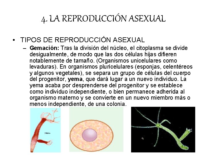 4. LA REPRODUCCIÓN ASEXUAL • TIPOS DE REPRODUCCIÓN ASEXUAL – Gemación: Tras la división 4. LA REPRODUCCIÓN ASEXUAL • TIPOS DE REPRODUCCIÓN ASEXUAL – Gemación: Tras la división