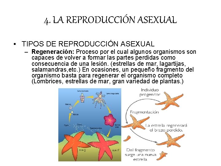 4. LA REPRODUCCIÓN ASEXUAL • TIPOS DE REPRODUCCIÓN ASEXUAL – Regeneración: Proceso por el 4. LA REPRODUCCIÓN ASEXUAL • TIPOS DE REPRODUCCIÓN ASEXUAL – Regeneración: Proceso por el