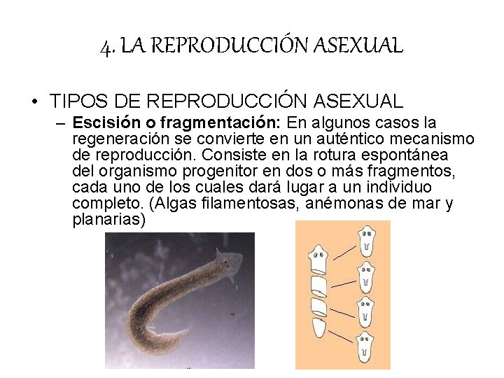 4. LA REPRODUCCIÓN ASEXUAL • TIPOS DE REPRODUCCIÓN ASEXUAL – Escisión o fragmentación: En 4. LA REPRODUCCIÓN ASEXUAL • TIPOS DE REPRODUCCIÓN ASEXUAL – Escisión o fragmentación: En