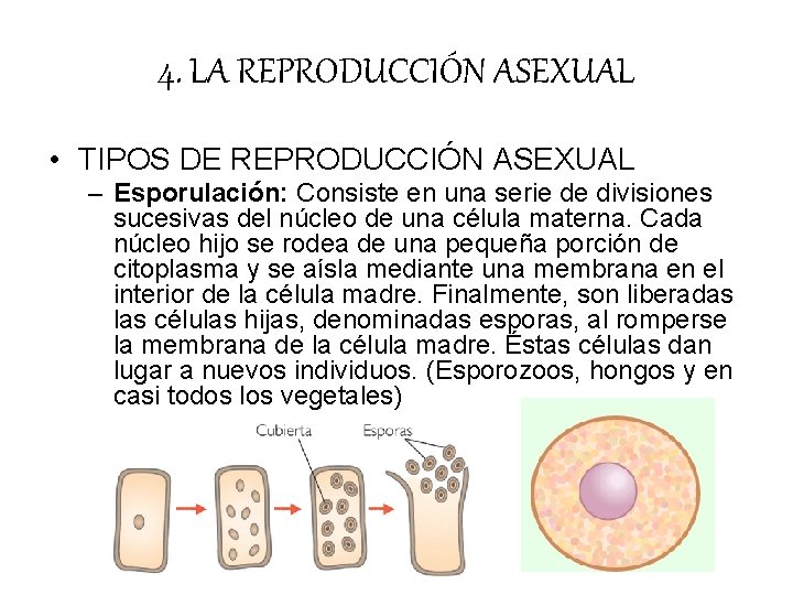 4. LA REPRODUCCIÓN ASEXUAL • TIPOS DE REPRODUCCIÓN ASEXUAL – Esporulación: Consiste en una 4. LA REPRODUCCIÓN ASEXUAL • TIPOS DE REPRODUCCIÓN ASEXUAL – Esporulación: Consiste en una