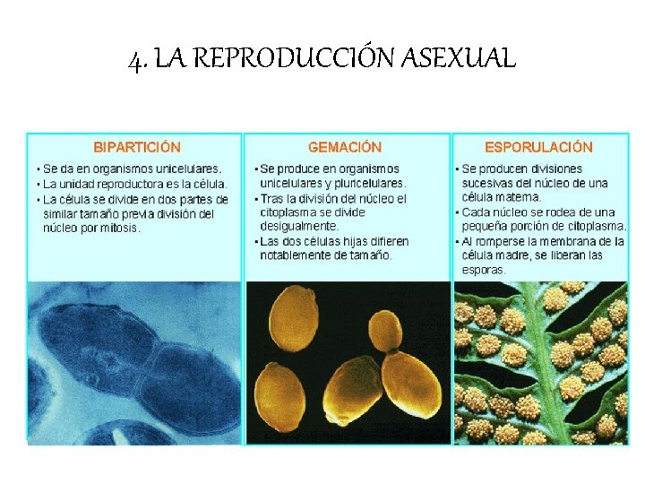 4. LA REPRODUCCIÓN ASEXUAL 4. LA REPRODUCCIÓN ASEXUAL
