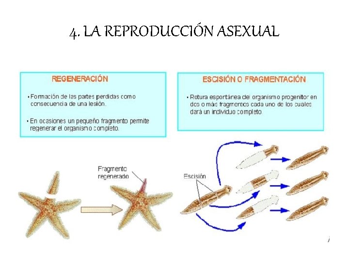 4. LA REPRODUCCIÓN ASEXUAL 4. LA REPRODUCCIÓN ASEXUAL