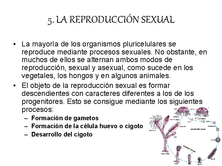 5. LA REPRODUCCIÓN SEXUAL • La mayoría de los organismos pluricelulares se reproduce mediante 5. LA REPRODUCCIÓN SEXUAL • La mayoría de los organismos pluricelulares se reproduce mediante