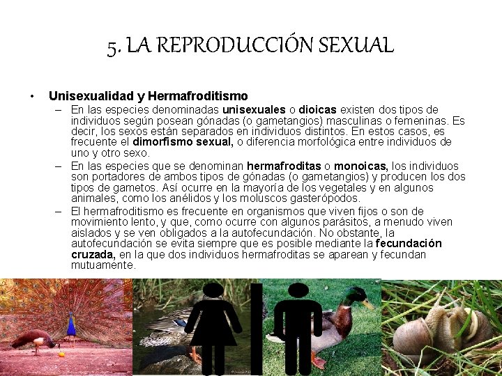 5. LA REPRODUCCIÓN SEXUAL • Unisexualidad y Hermafroditismo – En las especies denominadas unisexuales 5. LA REPRODUCCIÓN SEXUAL • Unisexualidad y Hermafroditismo – En las especies denominadas unisexuales