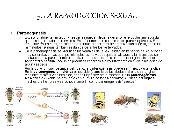 5. LA REPRODUCCIÓN SEXUAL • Partenogénesis – Excepcionalmente, en algunas especies pueden llegar a 5. LA REPRODUCCIÓN SEXUAL • Partenogénesis – Excepcionalmente, en algunas especies pueden llegar a