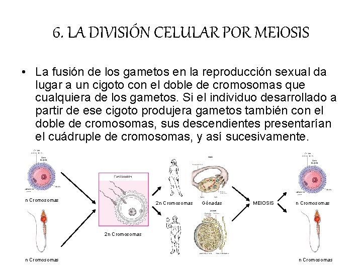 6. LA DIVISIÓN CELULAR POR MEIOSIS • La fusión de los gametos en la 6. LA DIVISIÓN CELULAR POR MEIOSIS • La fusión de los gametos en la